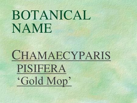 BOTANICAL NAME CHAMAECYPARIS PISIFERA ‘Gold Mop’