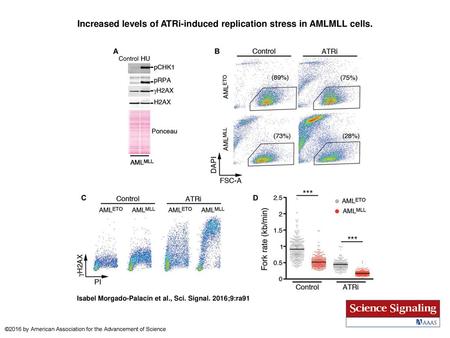 Increased levels of ATRi-induced replication stress in AMLMLL cells.