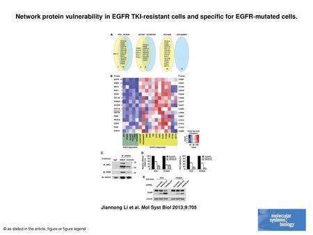 Network protein vulnerability in EGFR TKI‐resistant cells and specific for EGFR‐mutated cells. Network protein vulnerability in EGFR TKI‐resistant cells.