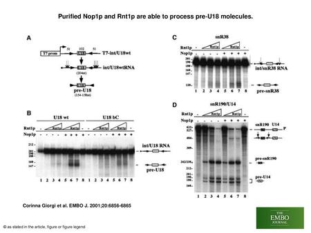Purified Nop1p and Rnt1p are able to process pre‐U18 molecules.