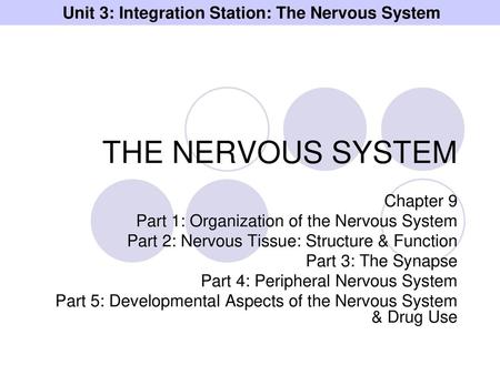 Unit 3: Integration Station: The Nervous System