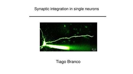 Synaptic integration in single neurons