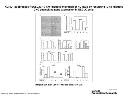 KG-501 suppresses NSCLC/IL-1β CM–induced migration of HUVECs by regulating IL-1β–induced CXC chemokine gene expression in NSCLC cells. KG-501 suppresses.