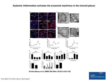 Systemic inflammation activates the exosomal machinery in the choroid plexus Systemic inflammation activates the exosomal machinery in the choroid plexus.