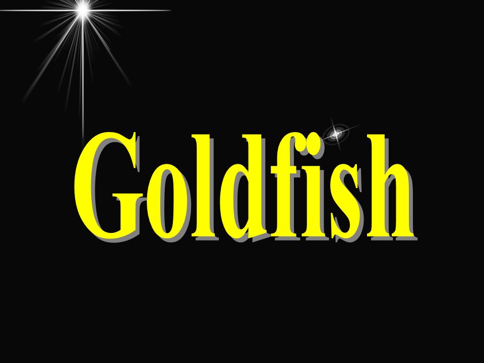 Goldfish and Water Temperature Essay