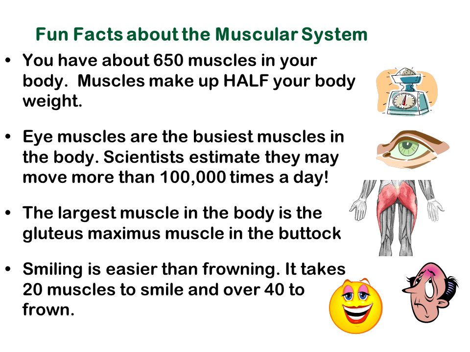 Muscular System Facts 44