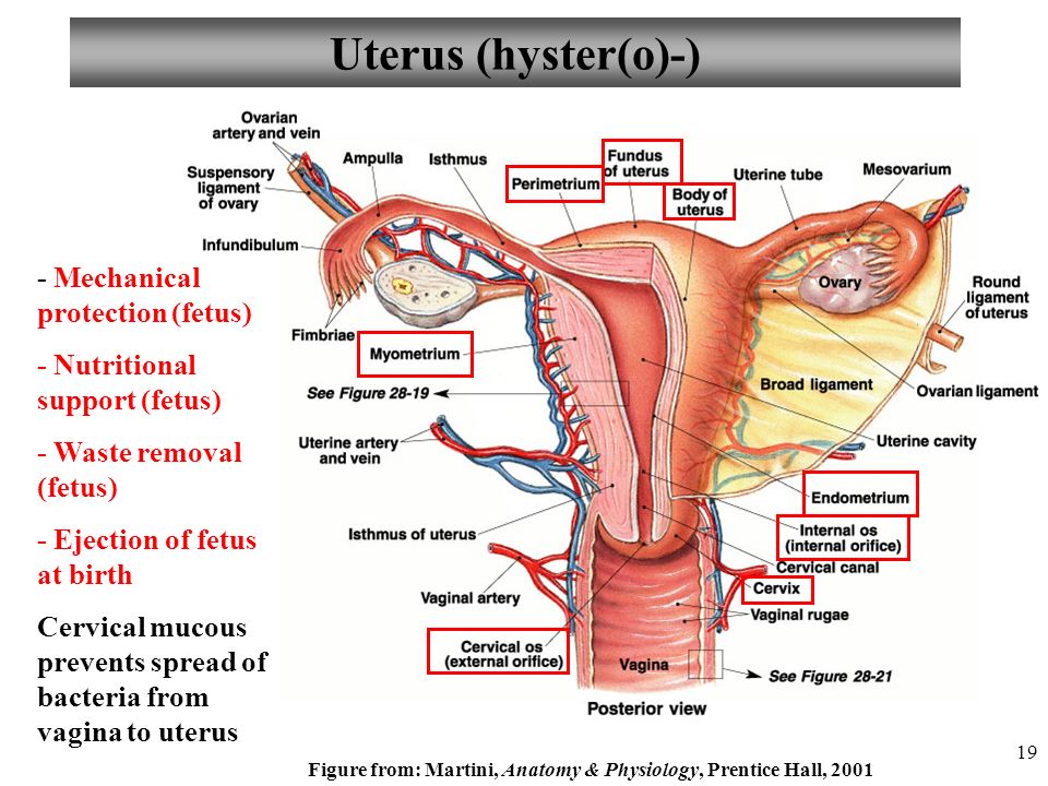 Anatomy Of The Vagina 80