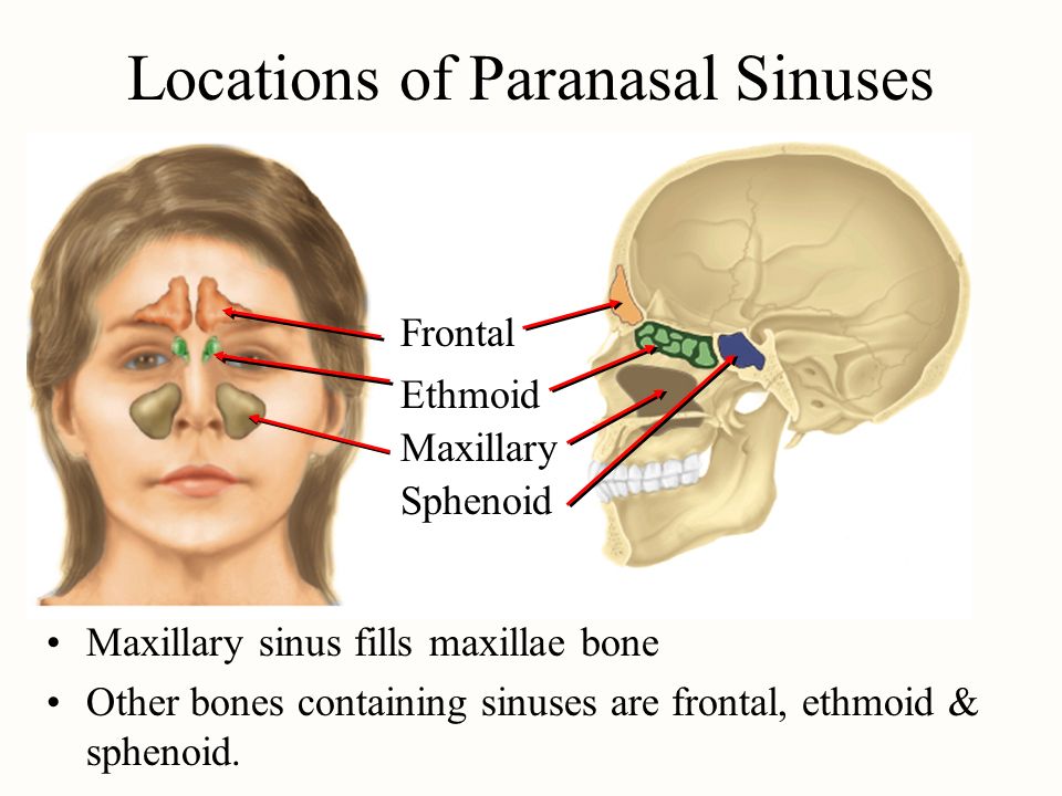 Facial Bone That Contains A Sinus 41