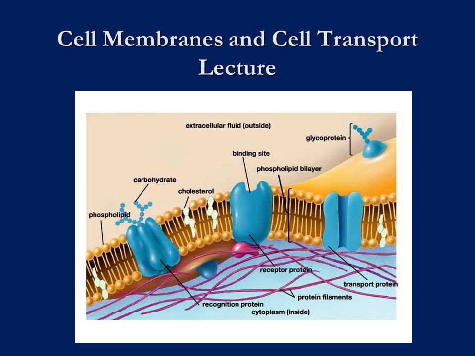download smart membrane materials and systems from flat membranes to microcapsule membranes