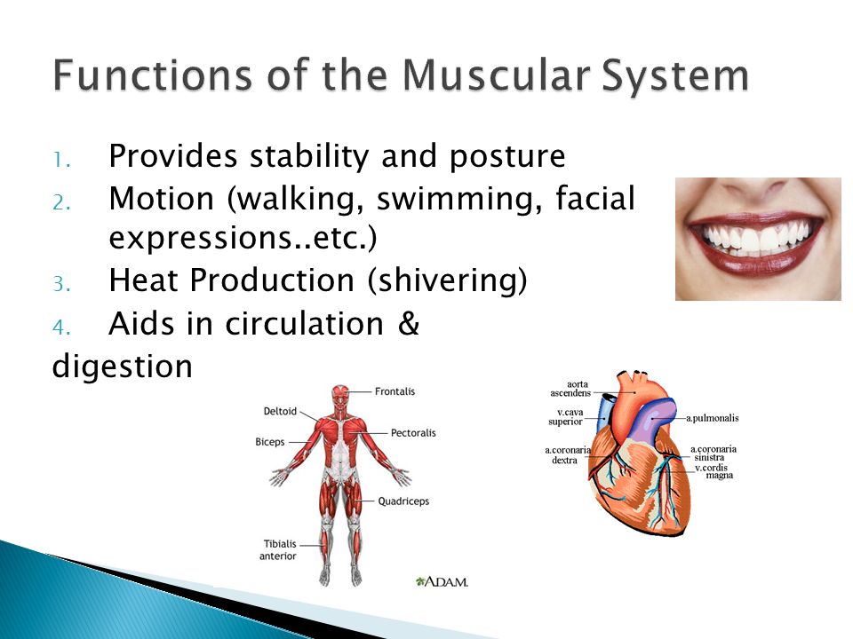 Functions Of The Muscular System 109
