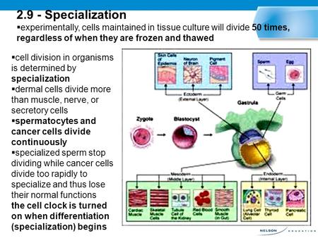 2.9 - Specialization  experimentally, cells maintained in tissue culture will divide 50 times, regardless of when they are frozen and thawed  cell division.