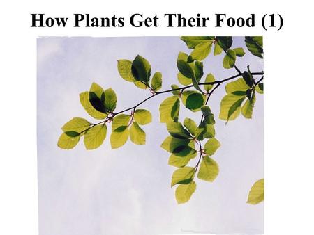 How Plants Get Their Food (1)