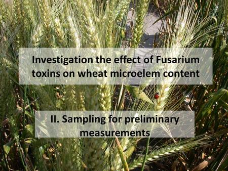 Investigation the effect of Fusarium toxins on wheat microelem content II. Sampling for preliminary measurements.
