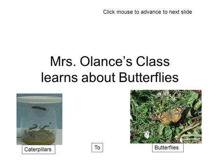 Mrs. Olance’s Class learns about Butterflies Caterpillars ToButterflies Click mouse to advance to next slide.