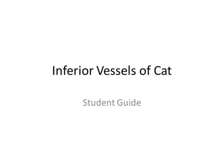 Inferior Vessels of Cat