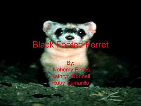Black Footed Ferret By: Nohemy Flores Kathryn Donnell Ruby Camarillo.