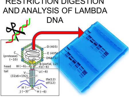 RESTRICTION DIGESTION AND ANALYSIS OF LAMBDA DNA