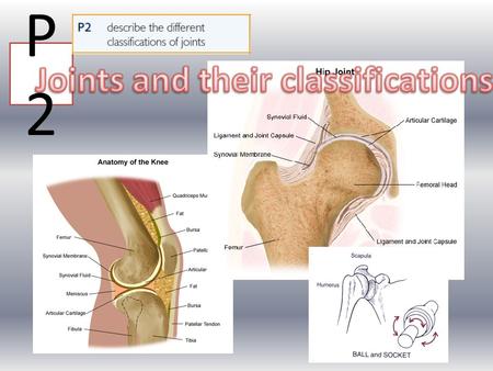 Joints and their classifications
