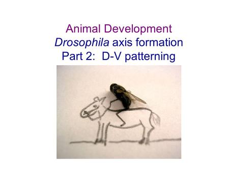 Animal Development Drosophila axis formation Part 2: D-V patterning
