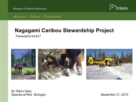 Nagagami Caribou Stewardship Project By Glenn Desy Species at Risk Biologist September 21, 2010 Presented to the ELT.