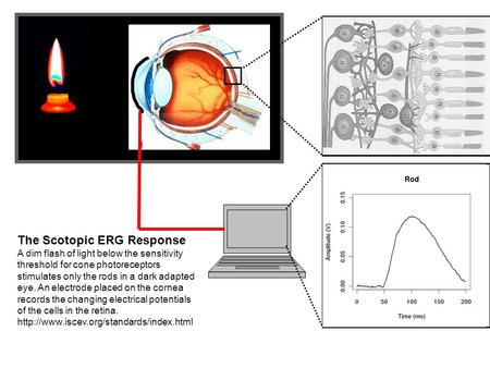The Scotopic ERG Response A dim flash of light below the sensitivity threshold for cone photoreceptors stimulates only the rods in a dark adapted eye.