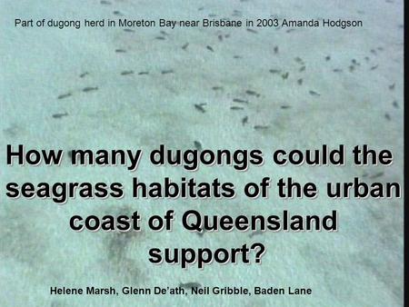 How many dugongs could the seagrass habitats of the urban coast of Queensland support? support? How many dugongs could the seagrass habitats of the urban.