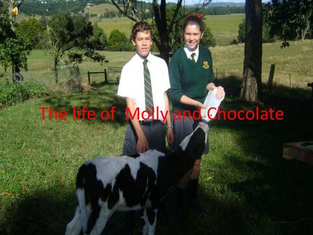 The life of Molly and Chocolate
