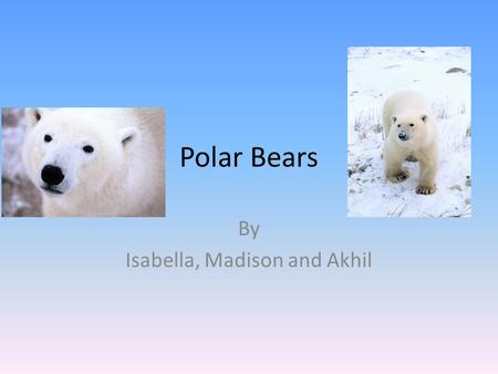 Polar Bears By Isabella, Madison and Akhil. Table of Contents There size…3 Ice /water…4 Fun facts…5 Glossary…6.
