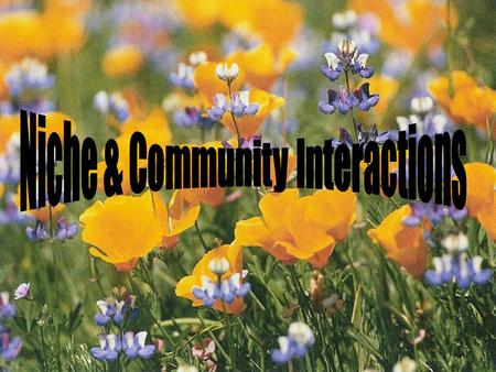 Niche & Community Interactions