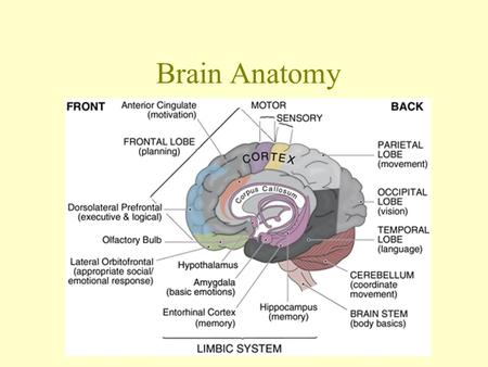 Brain Anatomy.