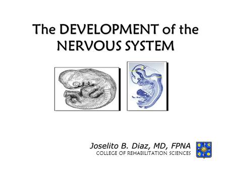 The DEVELOPMENT of the NERVOUS SYSTEM