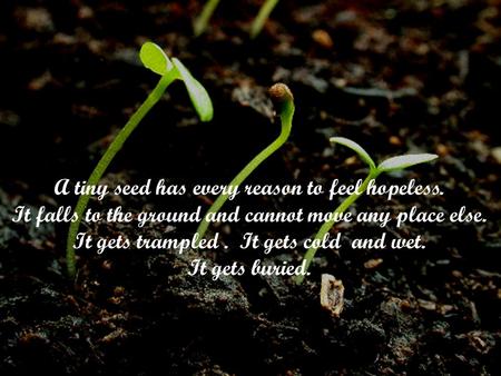 A tiny seed has every reason to feel hopeless. It falls to the ground and cannot move any place else. It gets trampled. It gets cold and wet. It gets buried.