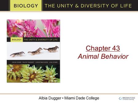 Albia Dugger Miami Dade College Chapter 43 Animal Behavior.