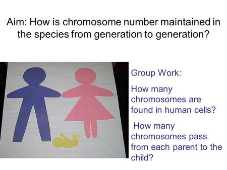 Group Work: How many chromosomes are found in human cells?