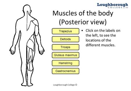 Muscles of the body (Posterior view)