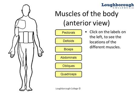Muscles of the body (anterior view)