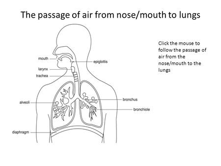 The passage of air from nose/mouth to lungs
