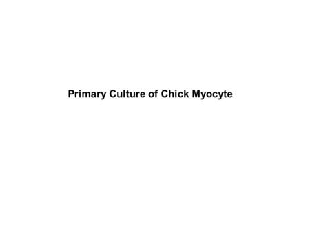 Primary Culture of Chick Myocyte. Establishment of primary cultures from various sources Consider:  Whether to use normal or tissue derivative tissue.