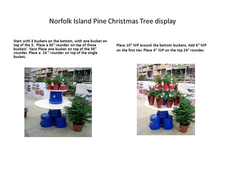 Norfolk Island Pine Christmas Tree display Start with 3 buckets on the bottom, with one bucket on top of the 3. Place a 36” rounder on top of those buckets'