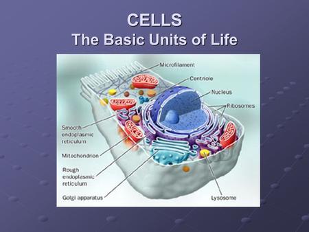 CELLS The Basic Units of Life