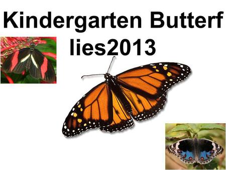 Kindergarten Butterflies2013