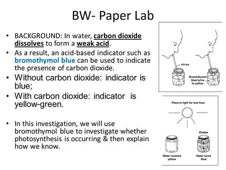 BW- Paper Lab Without carbon dioxide: indicator is blue;