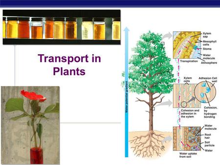 Transport in Plants 2006-2007.