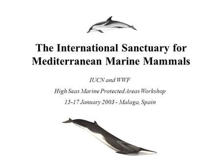 The International Sanctuary for Mediterranean Marine Mammals IUCN and WWF High Seas Marine Protected Areas Workshop 15-17 January 2003 - Malaga, Spain.