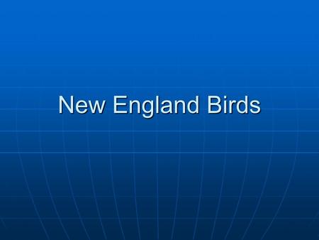 New England Birds. American Robin Blue Jay Black-capped Chickadee.