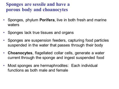 Sponges are sessile and have a porous body and choanocytes