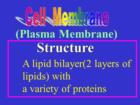 Structure (Plasma Membrane)