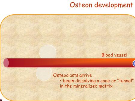 Osteon development Blood vessel Osteoclasts arrive begin dissolving a cone or “tunnel” in the mineralized matrix.