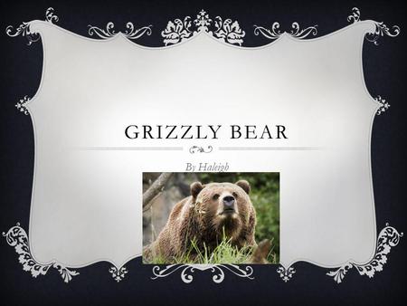 GRIZZLY BEAR By Haleigh.  Grizzly bears are about 6-7 feet long.  Adult males weigh 300-850 pounds.  Grizzly bears colors are dark brown, cream to.