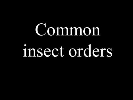 Common insect orders.
